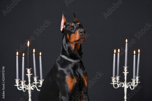 Photography Beautiful young Doberman portrait on the black wall background and candlesticks