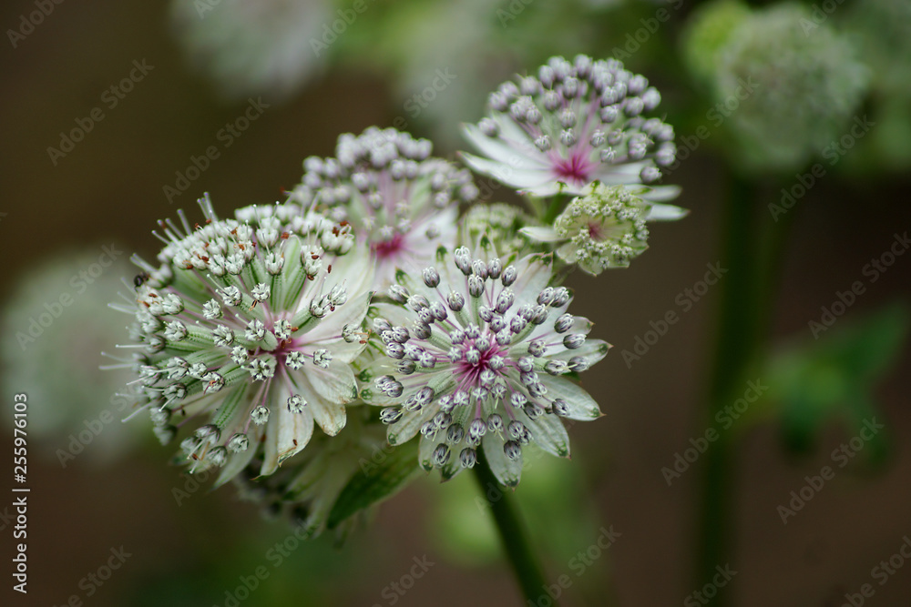 Makroaufnahme Astrantia Blüten (große Sterndolde) Makroaufnahme Astrantia Blüten (große Sterndolde)