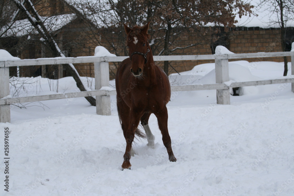 Red gelding with a star in the forehead plays in the left. In the background is a house. Winter stable. White fence. The gelding is a cross between the Akhal-Teke horse and the trotter. Low, fat. Red gelding with a star in the forehead plays in the left. In the background is a house. Winter stable. White fence. The gelding is a cross between the Akhal-Teke horse and the trotter. Low, fat.