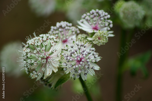 Makroaufnahme Astrantia Blüten (große Sterndolde)