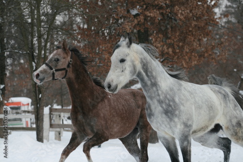 2 Arabian horses plays  in the snow in the paddock against a white fence and trees with yellow leaves. Senior gelding gray, young foal (1 year old) will be gray. Gelding bites foal (dominates) © Maria Antropova