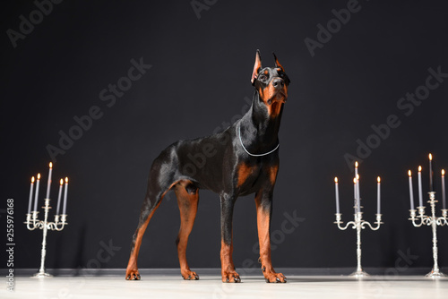 Fényképezés A beautiful young Doberman stands against a black wall and candlesticks with burning candles