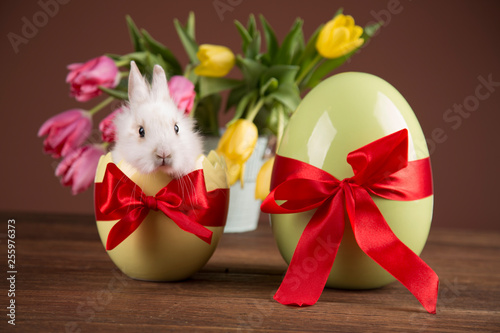 Easter rabbit in the shell of eggs. Colorful tulips, eggs. Red bows. © dianaduda