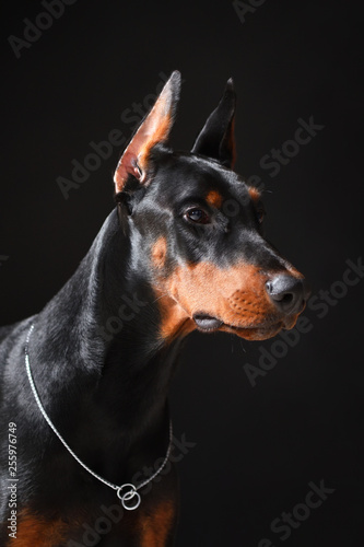 Portrait of a young and beautiful Doberman on a black background in high quality, closeup