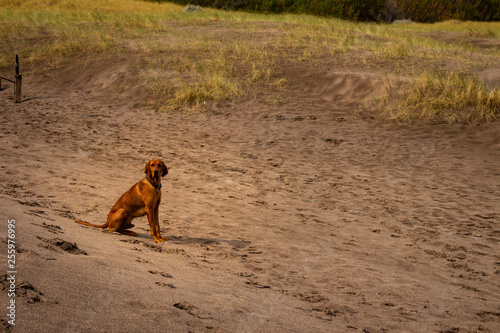 Brown dog abandoned on the beach. Concept of taking care of pets and not abandoning them during vacations.