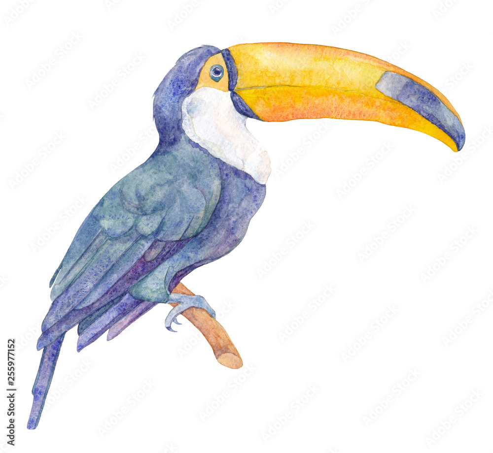 Fototapeta premium Toucan bird. Watercolor illustration. 