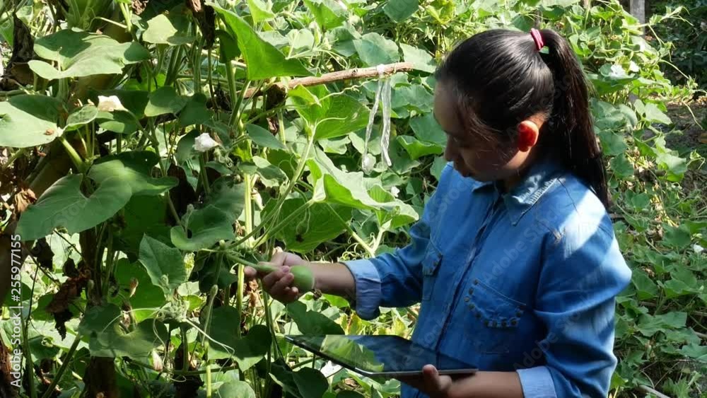 Asian young female gardener using digital tablet in agricultural field in Thailand. Organic gardening. Asian young female gardener using digital tablet in agricultural field in Thailand. Organic gardening.