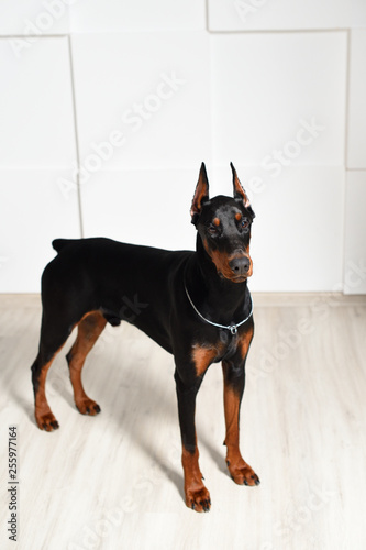 A beautiful young Doberman stands on a laminate floor against a white textured wall, side view, profile