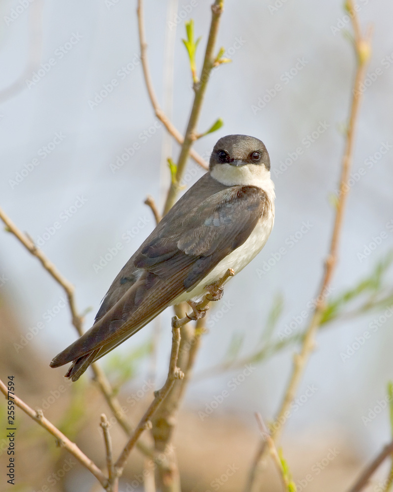 Tree Swallow Tree Swallow