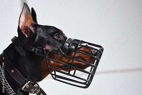 Young Doberman in a muzzle, head close up against a white wall, studio photography photo