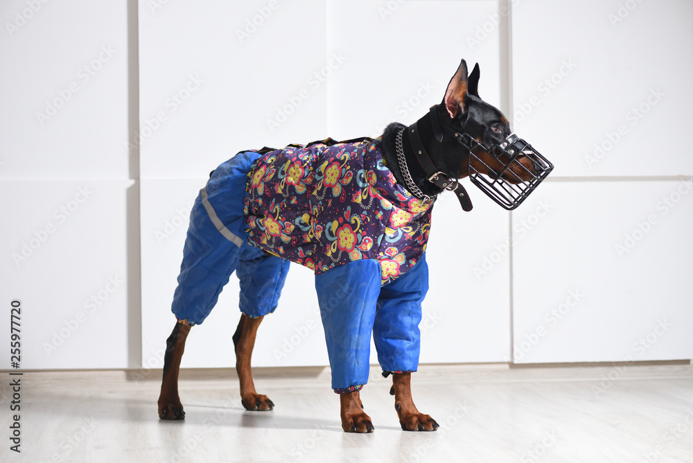 young in a muzzle and warm clothes walking in the cold season, stands on a laminate floor against a white wall, side view, profile. Dog clothes Stock Photo