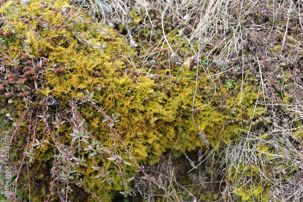 Colorful moss grows on a stone. The modest charm of early spring. Colorful moss grows on a stone. The modest charm of early spring.
