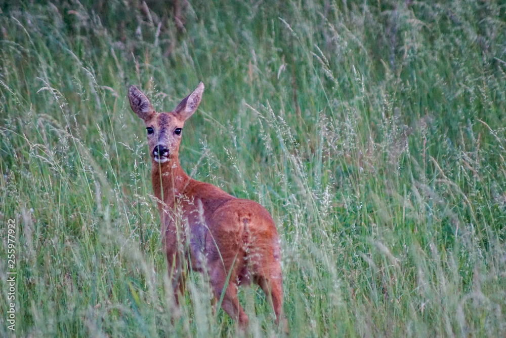 Junges Reh (Ricke) in einem Grasfeld Junges Reh (Ricke) in einem Grasfeld