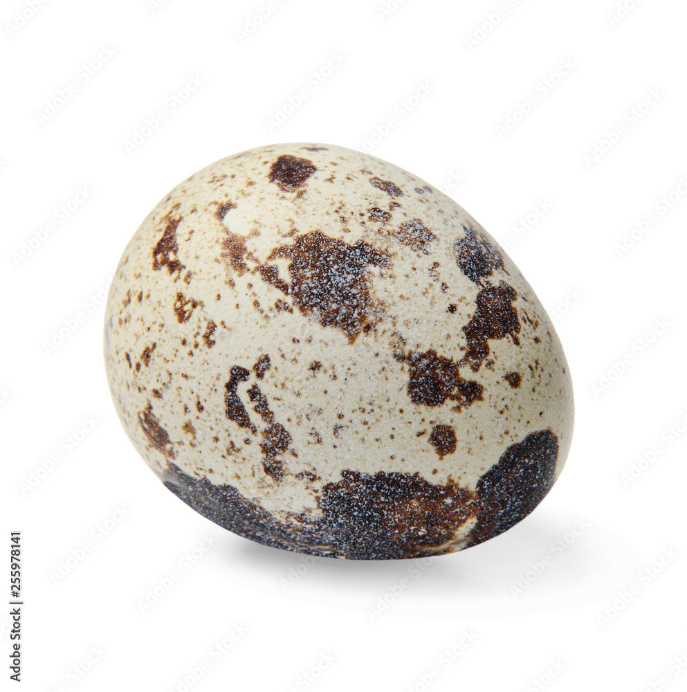 Obraz premium Quail egg close up on white isolated background. Side view.