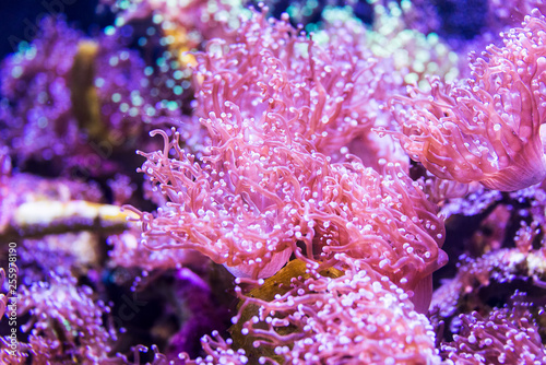 Coral reef, underwater