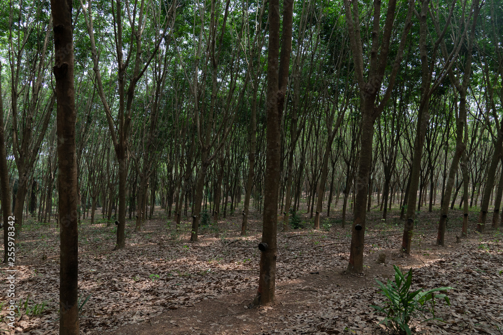 The rubber tree plantations are beautiful in Thailand. The rubber tree plantations are beautiful in Thailand.