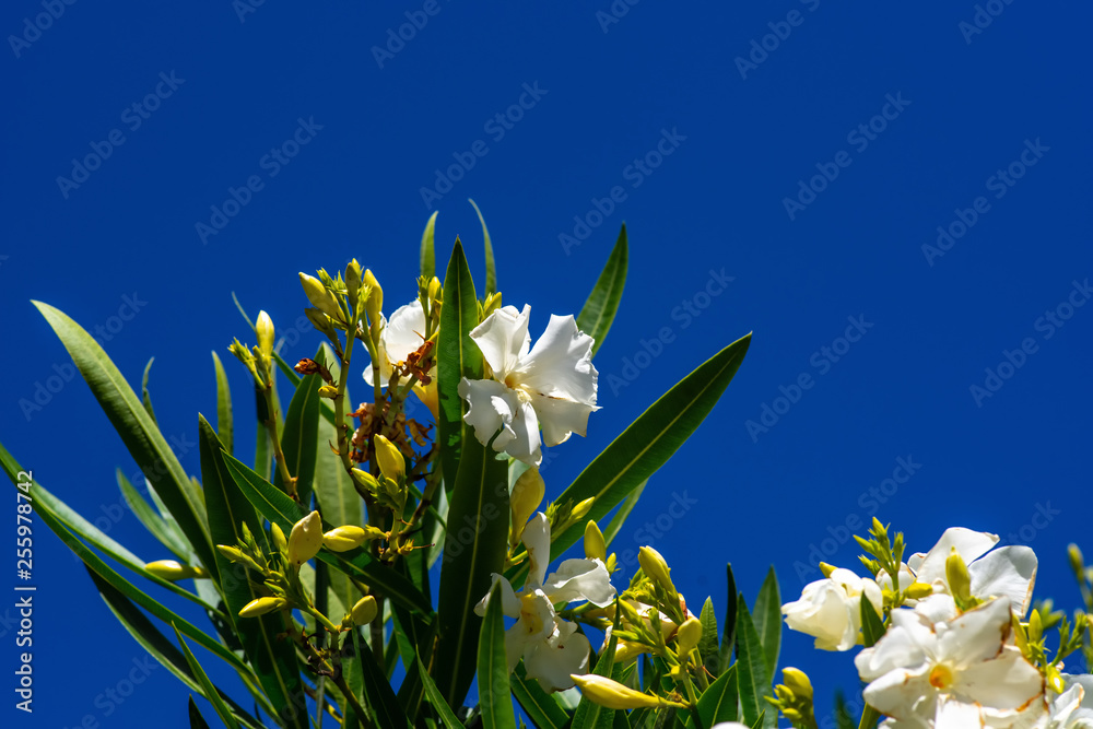 Obraz premium blau-weißes Arrangement