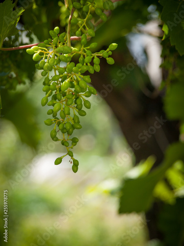 Unripe, young wine grapes in vineyard early summer.