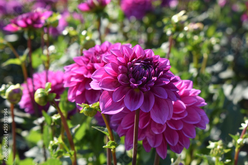 Dahlia 'Ted's Choice'