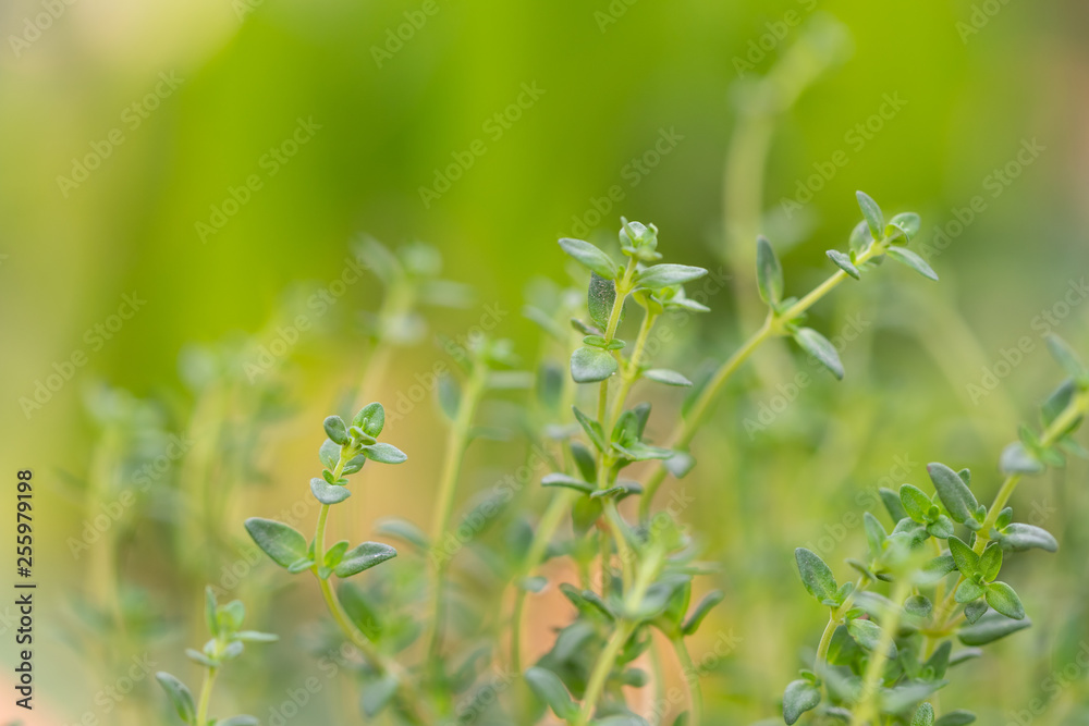 Thyme plant growing in the herb garden