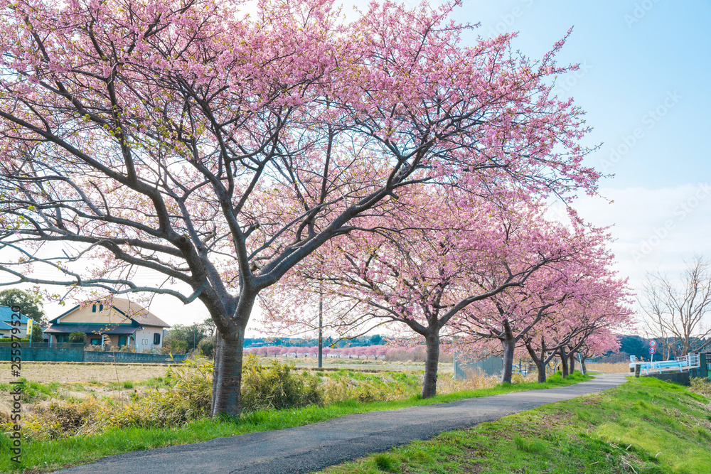 Obraz premium 満開の河津桜