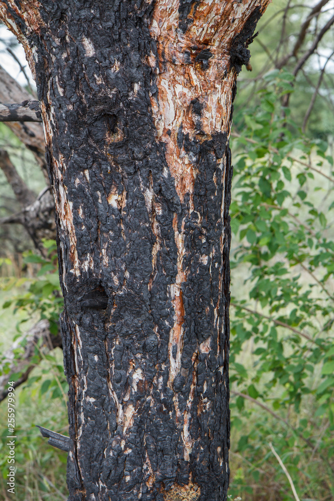 Fototapeta premium Charred pine trunk in the summer forest.
