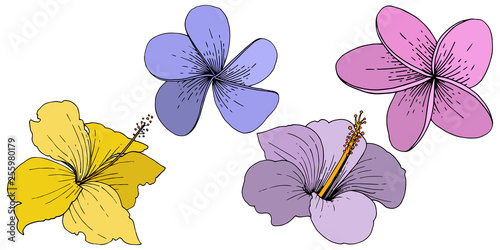 Vector Hibiscus floral tropical flowers. Engraved ink art. Isolated hibiscus illustration element on white background.