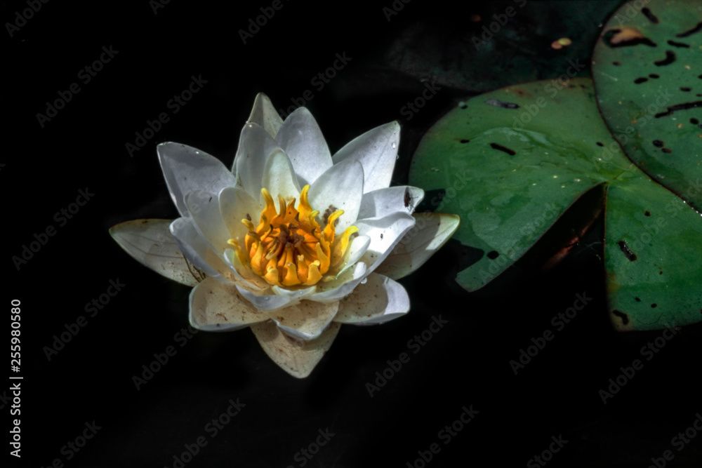White flowers water lilies grow in the dark water of the small river Uday near the shore, which is a small settlement in early summer in Ukraine. White flowers water lilies grow in the dark water of the small river Uday near the shore, which is a small settlement in early summer in Ukraine.
