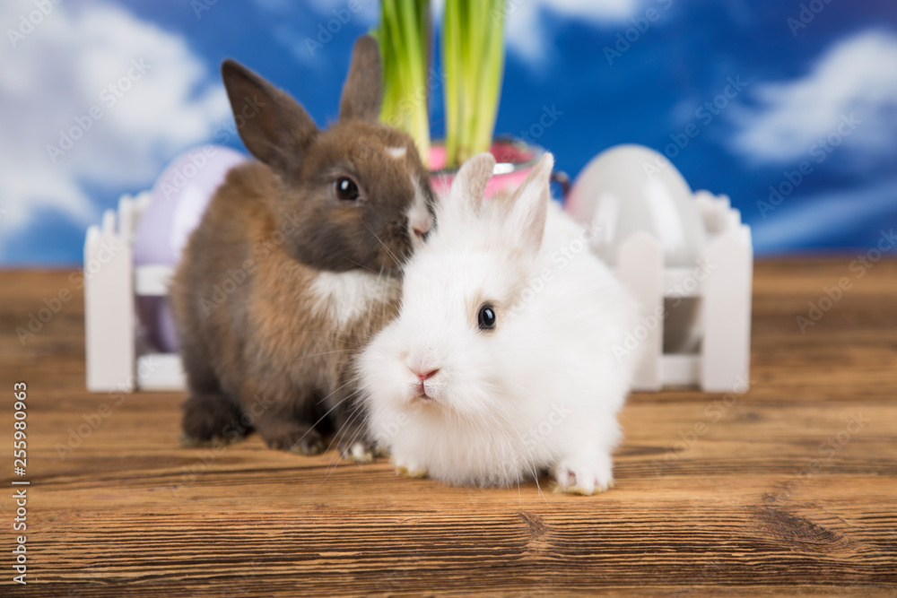 Obraz premium Easter rabbits. Colorful eggs.