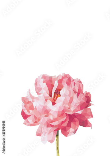 Geometric colorful sihouette of peony flower in polygonal style on white background