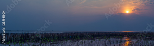 Tranquility landscape panoramic view. Beautiful sunset in peaceful scene with  small mangrove planting along the shore to prevent flooding. Sunset background with mangrove forest planting at Bangpu