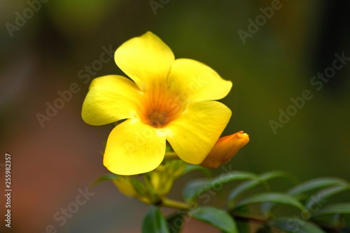Ginger flower