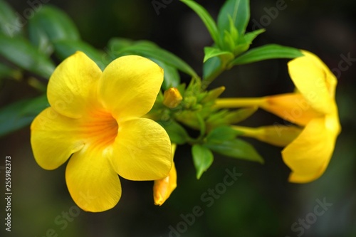 Ginger flower. 