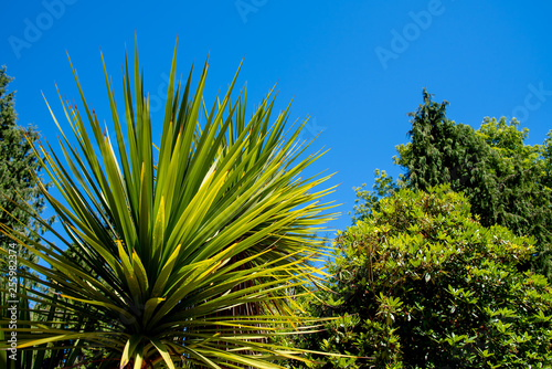 Palmen im Park Isidora, Lota photo