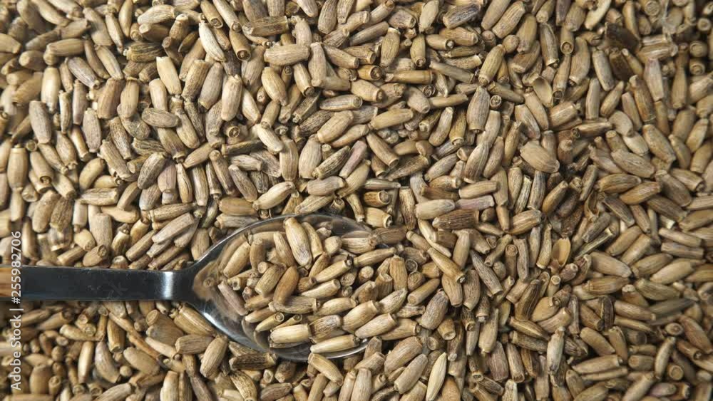 Herbal remedy silybum marianum, milk thistle seeds. Medical plant as food background or texture. Top down view. Natural treatment for liver problems Herbal remedy silybum marianum, milk thistle seeds. Medical plant as food background or texture. Top down view. Natural treatment for liver problems