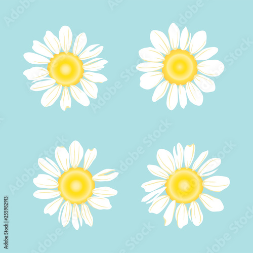 Set of White daisy or chamomile for background.Isolated. Vector illustration