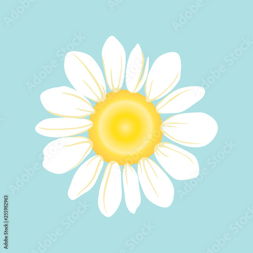 Fototapeta Naklejka Na Ścianę i Meble -  Set of White daisy or chamomile for background.Isolated. Vector illustration