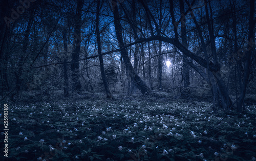 Majestic spring forest in a moon light