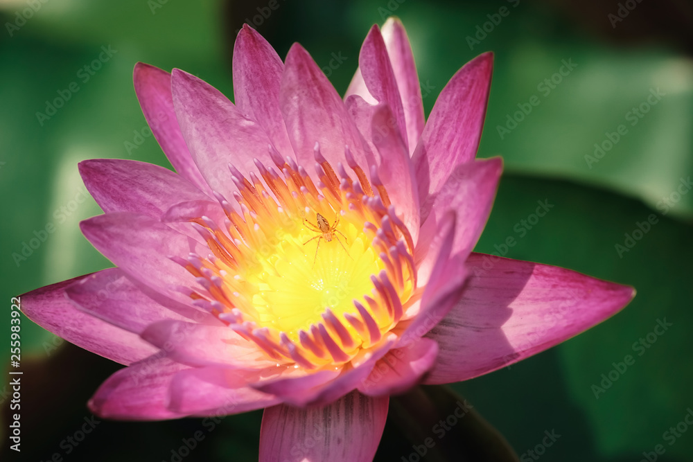 Pink lotus pollen, yellow with spider island to find food. Pink lotus pollen, yellow with spider island to find food.