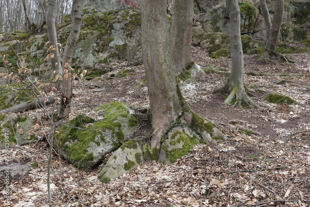 Huge moss-covered boulders lie on the slopes of the forest. Huge moss-covered boulders lie on the slopes of the forest.