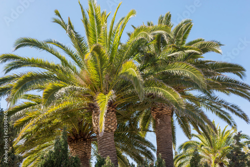 Huge palm trees in Spain.