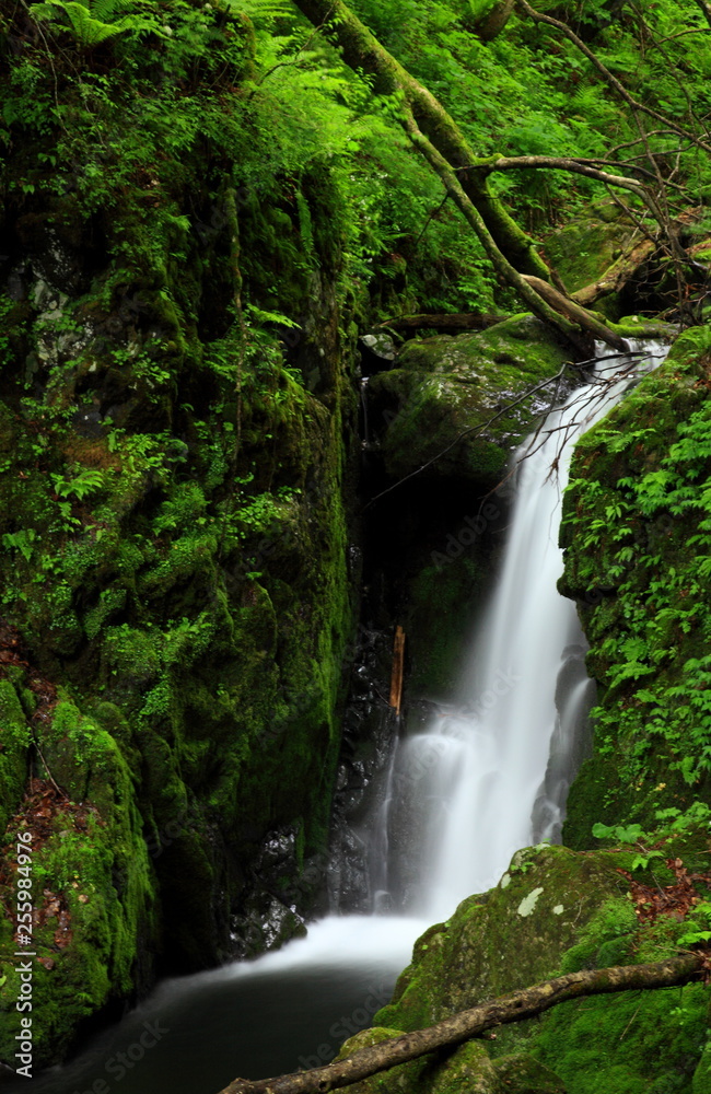 Fototapeta premium 新緑の滝