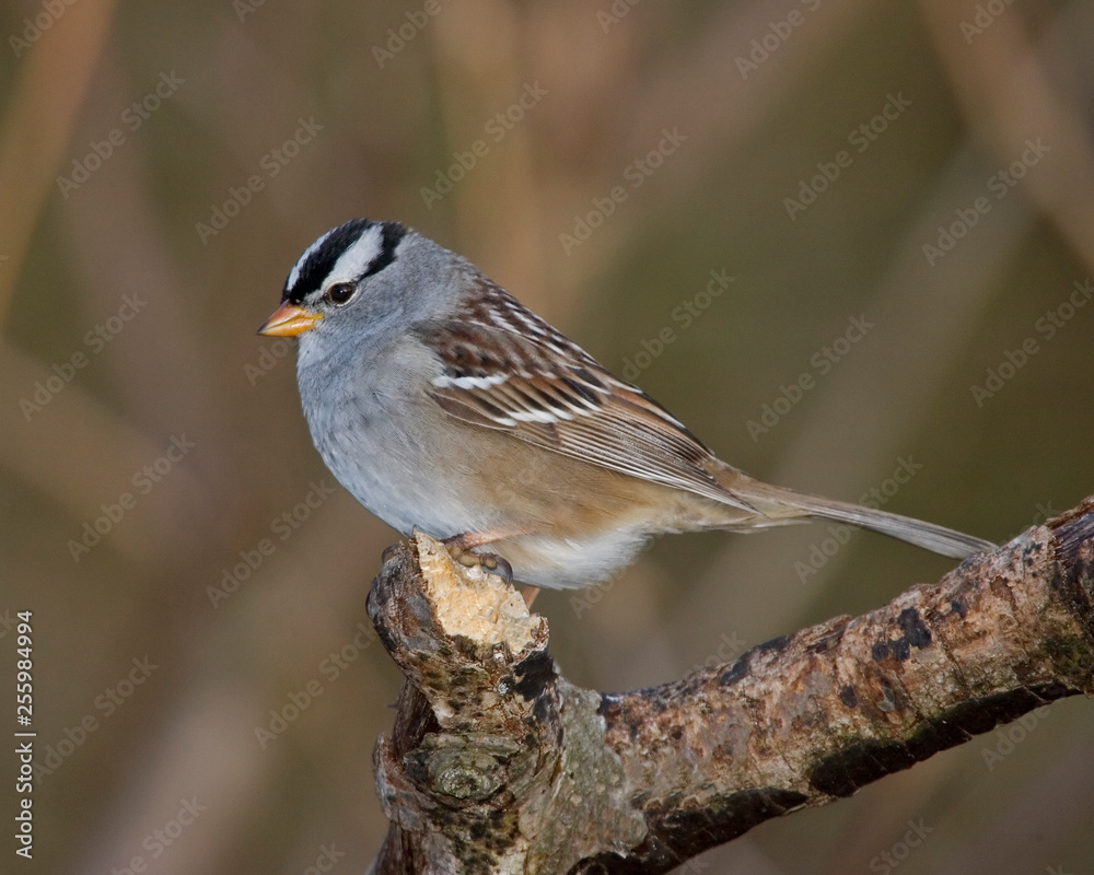 Fototapeta premium sparrow on a branch