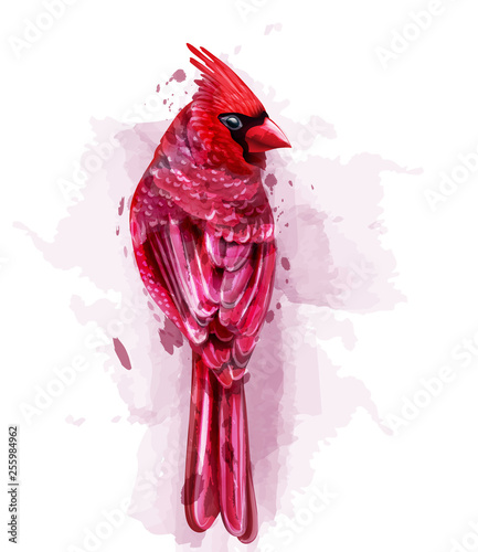 Cardinal red bird watercolor Vector. isolated on white illustrations
