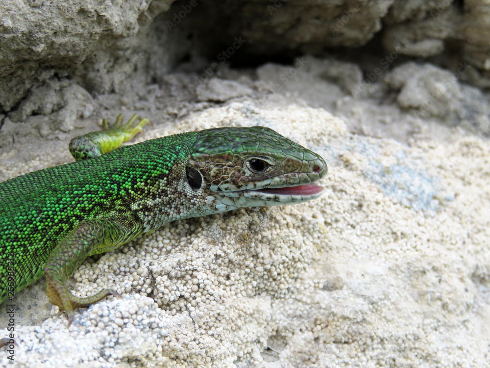 Green lizard (Lacerta viridis) sitting on a rocks. Colorful lizard hunts insects in summer mountains, wildlife Green lizard (Lacerta viridis) sitting on a rocks. Colorful lizard hunts insects in summer mountains, wildlife