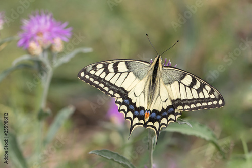 Old World Swallowtail butterfly. Papilio machaon.