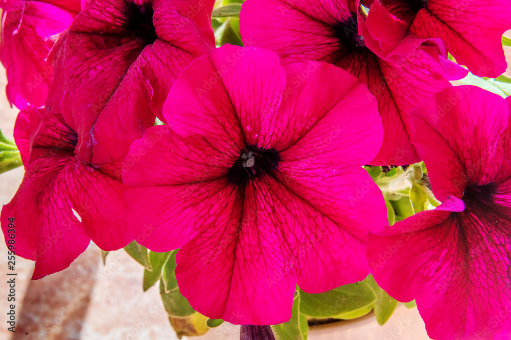 Fototapeta premium Purple petunia blooms in spring.