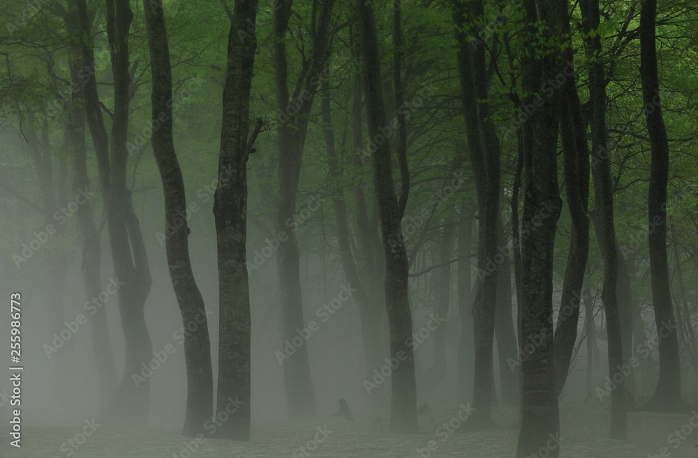 Fototapeta premium 霧のブナ林