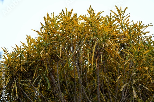 Pseudopanax crassifolius. The bush grown in the gardens of Kerala.