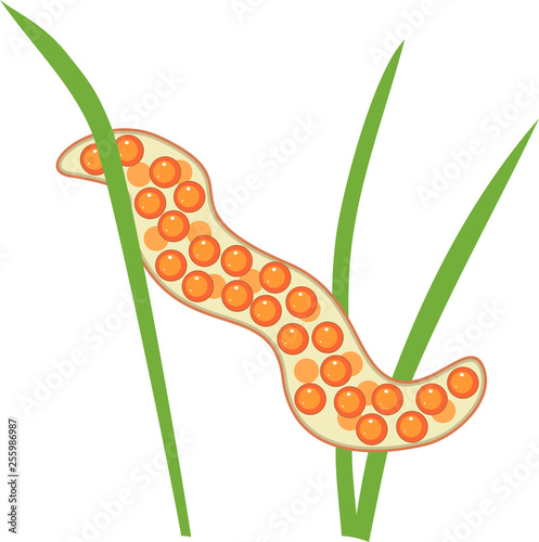 Fish eggs on aquatic plants